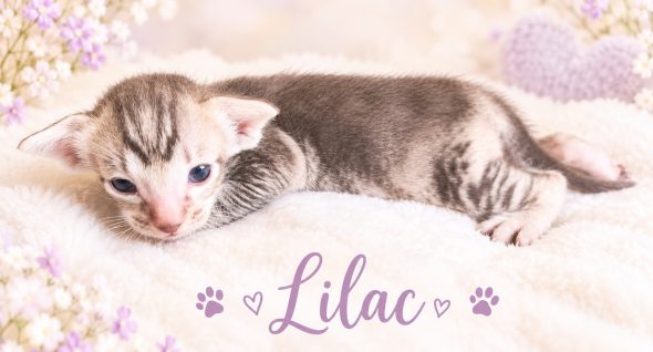 Image de la portée de chaton de l'élévage LES KINGS OF GOTHA