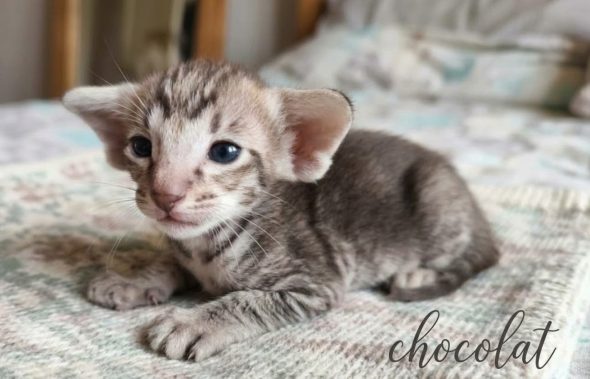 Image de la portée de chaton de l'élévage LES KINGS OF GOTHA