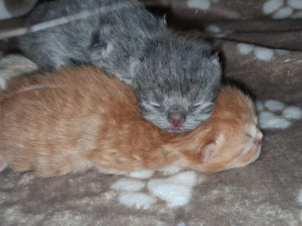 Image de la portée de chaton de l'élévage TROHAY AMANDINE