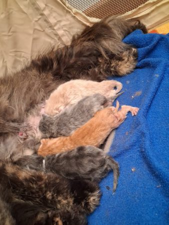 Image de la portée de chaton de l'élévage TROHAY AMANDINE