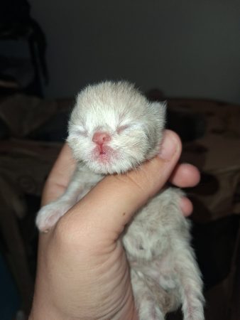 Image de la portée de chaton de l'élévage TROHAY AMANDINE