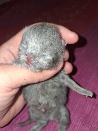Image de la portée de chaton de l'élévage TROHAY AMANDINE