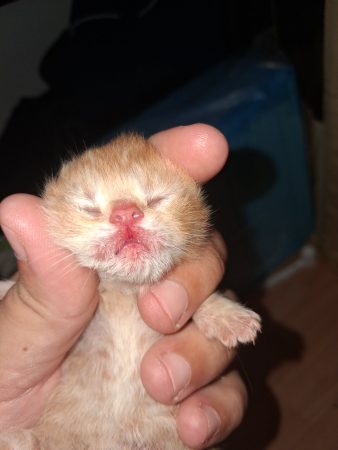 Image de la portée de chaton de l'élévage TROHAY AMANDINE