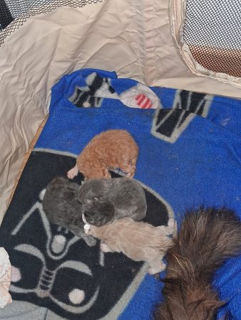 Image de la portée de chaton de l'élévage TROHAY AMANDINE