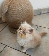 Chatons d'apparence Persan à vendre chez l'éleveur SEPEUR ADELINE