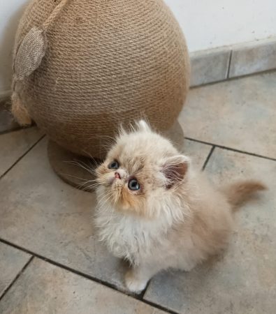 Image de la portée de chaton de l'élévage SEPEUR ADELINE