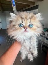 Chatons de race Persan à vendre chez l'éleveur JOYER STEPHANIE