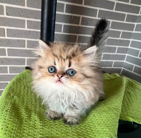Image de la portée de chaton de l'élévage JOYER STEPHANIE