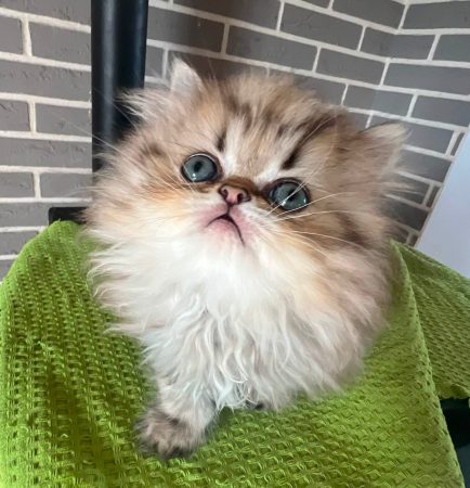 Image de la portée de chaton de l'élévage JOYER STEPHANIE