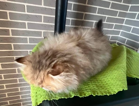 Image de la portée de chaton de l'élévage JOYER STEPHANIE