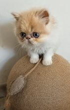 Chatons d'apparence Persan à vendre chez l'éleveur SEPEUR ADELINE
