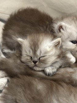 Image de la portée de chaton de l'élévage LA CHATTERIE APHRODITE