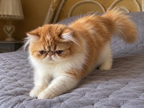 Chatons de race Persan à vendre chez l'éleveur D&rsquo;AGASSAC (LA CHATTERIE)