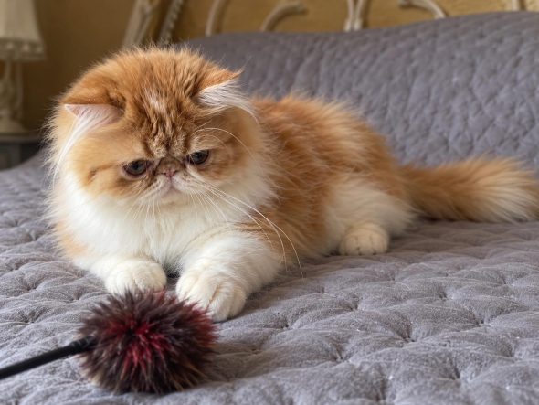 Image de la portée de chaton de l'élévage D&rsquo;AGASSAC (LA CHATTERIE)