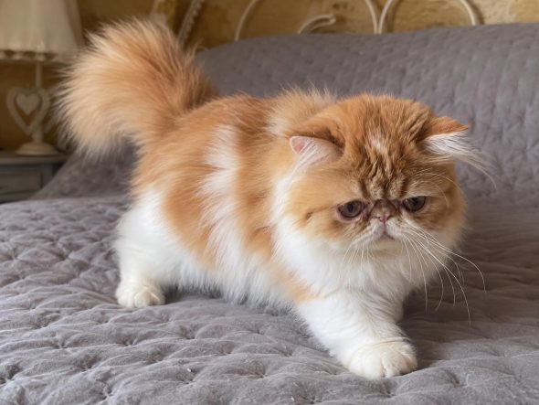 Image de la portée de chaton de l'élévage D&rsquo;AGASSAC (LA CHATTERIE)