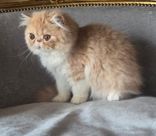 Image de la portée de chaton de l'élévage D&rsquo;AGASSAC (LA CHATTERIE)