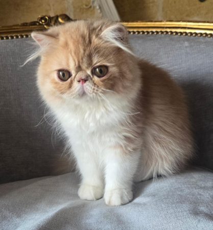 Image de la portée de chaton de l'élévage D&rsquo;AGASSAC (LA CHATTERIE)