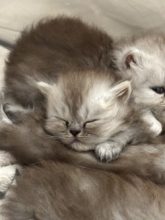 Chatons d'apparence Persan à vendre chez l'éleveur LA CHATTERIE APHRODITE