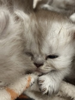 Image de la portée de chaton de l'élévage LA CHATTERIE APHRODITE