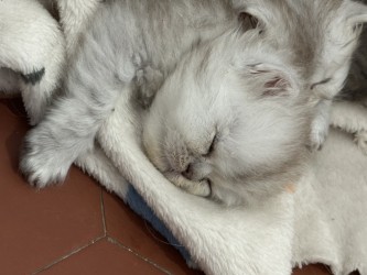 Image de la portée de chaton de l'élévage LA CHATTERIE APHRODITE