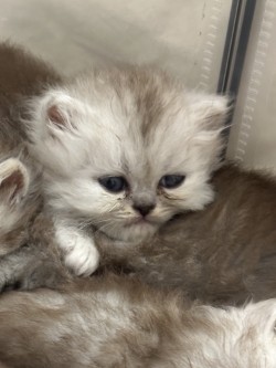 Image de la portée de chaton de l'élévage LA CHATTERIE APHRODITE