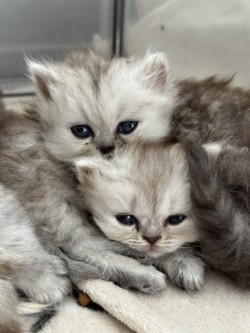 Image de la portée de chaton de l'élévage LA CHATTERIE APHRODITE