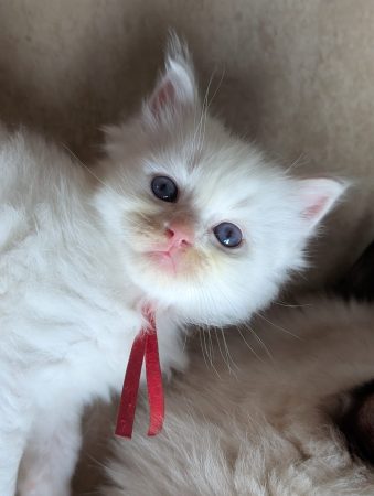 Image de la portée de chaton de l'élévage DE FUKUNEKO