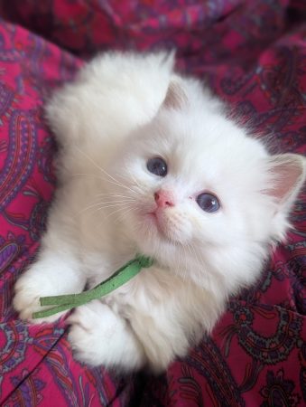 Image de la portée de chaton de l'élévage DE FUKUNEKO