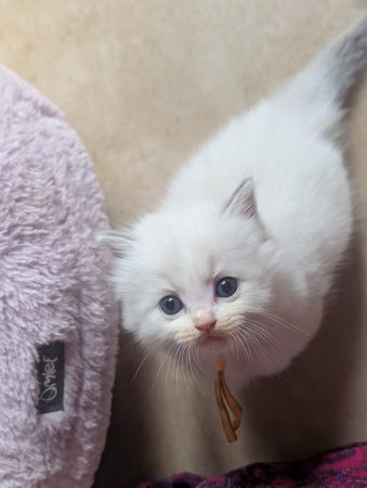 Image de la portée de chaton de l'élévage DE FUKUNEKO