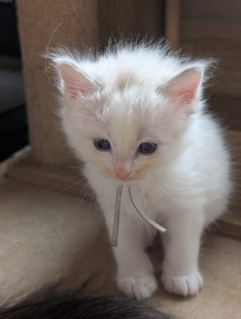 Image de la portée de chaton de l'élévage DE FUKUNEKO