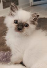 Chatons de race Ragdoll à vendre chez l'éleveur ECHO DE NARCISSE