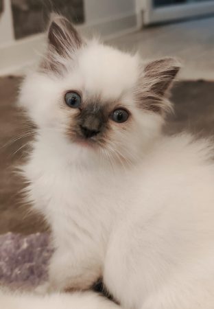 Image de la portée de chaton de l'élévage ECHO DE NARCISSE