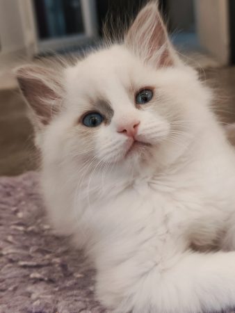 Image de la portée de chaton de l'élévage ECHO DE NARCISSE