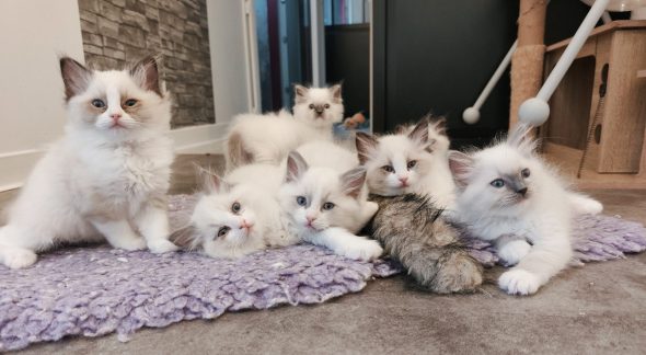 Image de la portée de chaton de l'élévage ECHO DE NARCISSE
