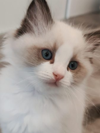 Image de la portée de chaton de l'élévage ECHO DE NARCISSE