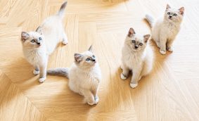 Chatons de race Ragdoll à vendre chez l'éleveur REBOLLAR CLAIRE