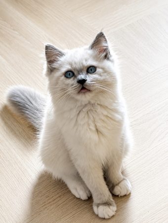 Image de la portée de chaton de l'élévage REBOLLAR CLAIRE