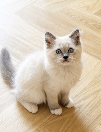 Image de la portée de chaton de l'élévage REBOLLAR CLAIRE
