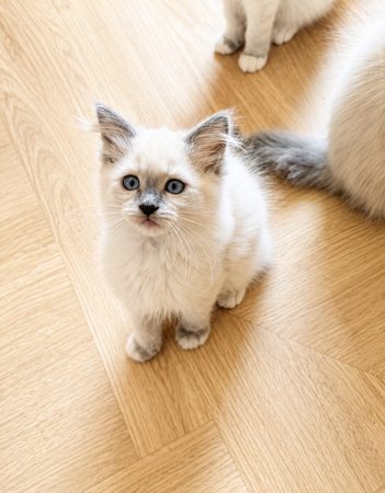 Image de la portée de chaton de l'élévage REBOLLAR CLAIRE