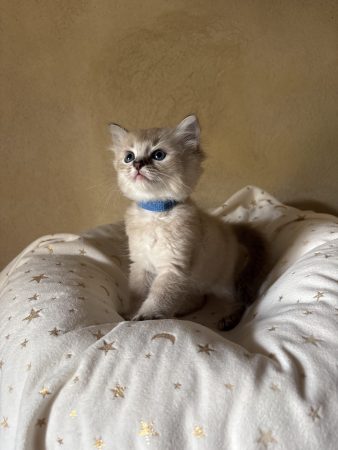 Image de la portée de chaton de l'élévage LE TEMPLE DES ETOILES