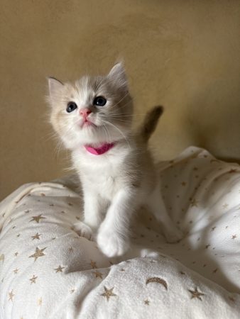 Image de la portée de chaton de l'élévage LE TEMPLE DES ETOILES