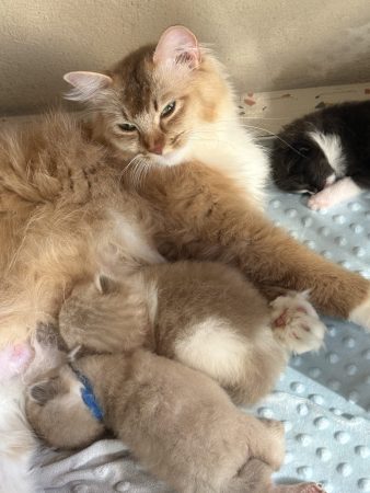 Image de la portée de chaton de l'élévage LE TEMPLE DES ETOILES