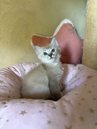 Image de la portée de chaton de l'élévage LE TEMPLE DES ETOILES