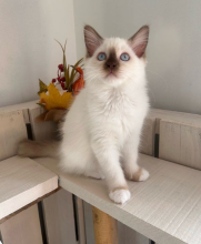 Chatons de race Ragdoll à vendre chez l'éleveur JAILLON ELISABETH ET BENOIT – CHATTERIE DE L ELEGANCY DOLL