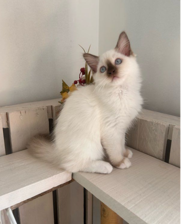 Image de la portée de chaton de l'élévage JAILLON ELISABETH ET BENOIT – CHATTERIE DE L ELEGANCY DOLL