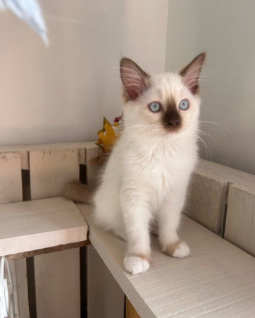 Image de la portée de chaton de l'élévage JAILLON ELISABETH ET BENOIT – CHATTERIE DE L ELEGANCY DOLL