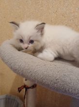 Chatons de race Ragdoll à vendre chez l'éleveur HARRISON BEARS