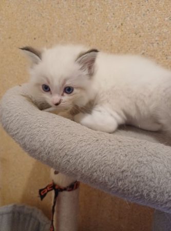 Image de la portée de chaton de l'élévage HARRISON BEARS
