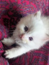 Chatons de race Ragdoll à vendre chez l'éleveur DE FUKUNEKO