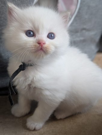 Image de la portée de chaton de l'élévage DE FUKUNEKO